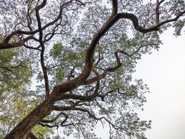 Nature's intricate canopy tree branches against the sky outdoor serene environment upward view photo