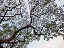 Nature's intricate canopy trees stretching skyward tranquil outdoor setting low angle view photo