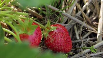 Watch fresh and juicy ripe strawberries as they are harvested in a vibrant green field, emphasizing their health and flavor video