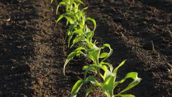 Young maize plants emerge from dark soil, showcasing their growth and development in a natural environment filled with sunlight video