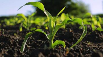 Young maize plants emerge from the rich earth under sunlight, highlighting the growth process in a thriving agricultural landscape video