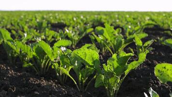 Sugar beet seedlings thrive in expansive agricultural field, showcasing healthy growth under bright skies. Farming practices enhance yield video