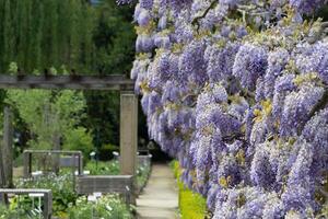 Blooming Wisteria Vine Framing Serene Garden Pathway in Springtime photo