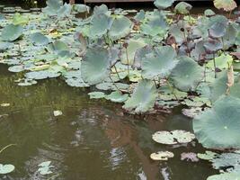 Lotus leaves floating tranquil pond nature scene close-up view serene environment photo