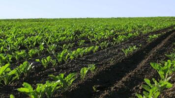Healthy sugar beet seedlings thrive in a well-tended field, showcasing vibrant green leaves in a sunny environment video