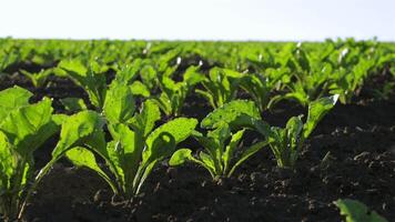Rows of sugar beet seedlings thrive in a sunlit field, highlighting the agricultural methods used in crop cultivation video