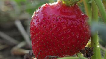 Witness the beauty of ripe strawberries in a lush field, showcasing their juicy freshness and healthy appeal under bright sunlight video