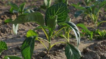 Small cabbage sprouts thrive in a farm field, soaking up sunlight and establishing roots in nutrient-rich soil video