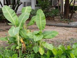 Banana plants urban garden nature lush greenery close-up view tropical vibes photo