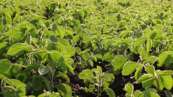 Healthy soybean plants fill a vast field with lush green leaves under bright sunlight, indicating optimal growth and agricultural practices video