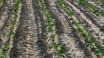 Cabbage seedlings are planted in organized rows on a farm, showcasing the early stages of growth in a sunny field video