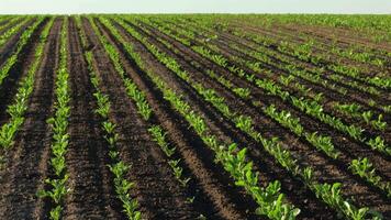 Rows of young sugar beet seedlings flourish in a vast field, showcasing healthy growth during the farming season under sunny conditions video