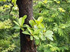 New green leaves sprouting from a tree trunk lush forest nature close-up view photo
