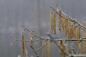 Delicate Frost-Covered Winter Hazelnut Catkins in a Gentle Snowfall photo