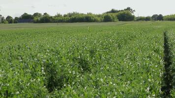 Vibrant green pea plants grow in a spacious field, surrounded by greenery under a clear sky during daylight video