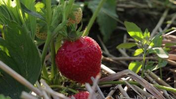 Explore the beauty of fresh strawberries growing in a sunlit field, showcasing their ripe, juicy texture and vibrant colors video