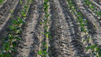 Cabbage seedlings develop in neat rows on a farm field, showcasing the care taken in preparing the soil for optimal growth video