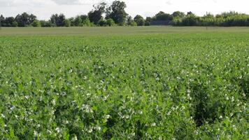 In a vibrant field, green pea plants grow abundantly under the sun, showcasing their pods and delicate flowers amidst a peaceful rural backdrop video