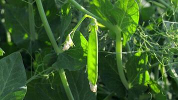 Fresh green pea pods hang from lush plants, showcasing their healthy growth in a well-tended garden during early summer days video