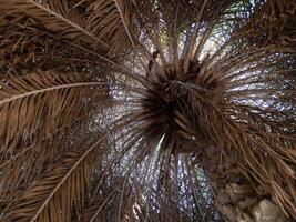 Exploring the intricate beauty of palm trees tropical forest nature upward view serenity photo