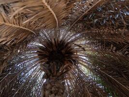 Exploring the intricate patterns of palm trees desert oasis nature abstract view natural beauty photo