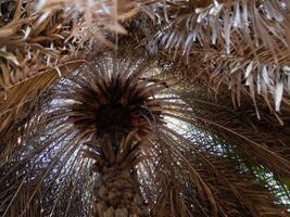 Exploring nature's grandeur palm tree canopy tropical location lush environment upward view serenity photo