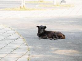 Dog lounging sidewalk urban park animal sunny environment ground level view photo