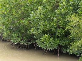 Coastal wetlands and mangrove ecosystems exploring tropical biodiversity and conservation photo