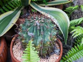 Cactus growth urban garden nature scene indoor setting close-up view greenery concept photo