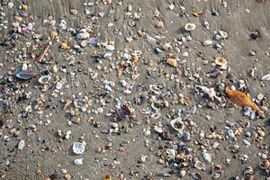 Beach adventure discovering colorful shells a sandy shoreline coastal environment close-up view photo