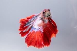 Underwater macro shot colorful betta fish a vibrant aquatic display photo