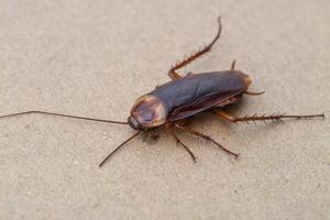 Urban cockroach infestation management key pest control tips insights for indoor spaces photo