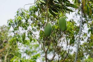 Mango growth stages in tropical farms nature scene fresh produce green environment up close view photo