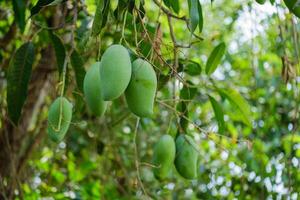 Harvesting green mangoes from lush trees in tropical paradise nature close-up view photo