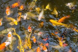 Koi fish feeding event in tranquil pond aquatic life serene nature scene overhead view photo