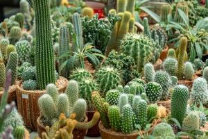 Cactus care event flower shop plant showcase indoor environment close-up view botanical concept photo