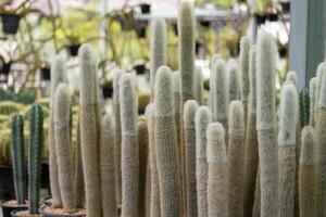 Cactus collection showcase botanical garden plant natural environment close-up view growth concept photo