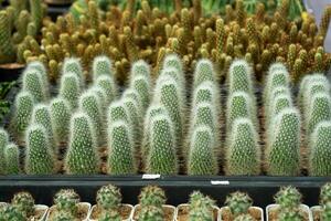 Vibrant cactus display a close-up showcase the botanical garden's sunny environment photo