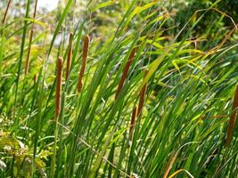 Cattails growing in a wetland habitat nature sunny day close-up view natural beauty photo