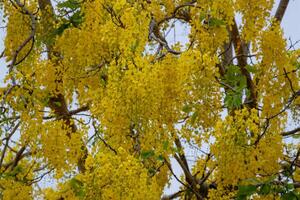 Breathtaking blossoms of yellow cassia trees tropical garden nature serene atmosphere close-up view photo