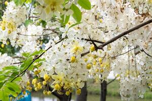 Blooming white flowers serene park nature tranquil environment close-up view beauty of nature photo