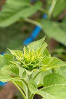 Growth of sunflower buds in a garden nature close-up view fresh environment photo