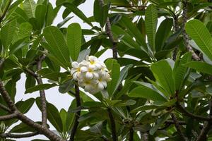 Budding plumeria flowers in tropical garden nature lush environment photo