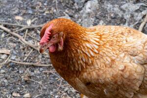 Chicken foraging in a farmyard close-up view nature rustic environment photo