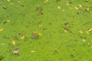 Exploring tranquil nature scene with floating leaves in serene pond environment photo