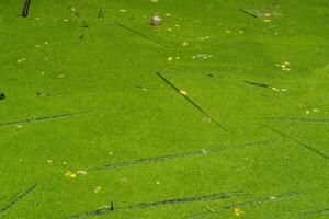 Exploring nature's serenity a lush green marshland with freshwater surface outdoor aerial view photo