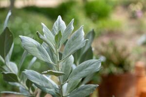 Lush green plants captured in a serene garden setting with a focus foliage photo