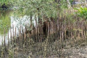 Understanding mangrove ecosystems nature's resilience and ground-level conservation awareness photo