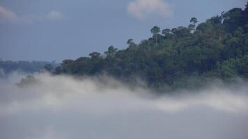 A view of the forest and trees in the fog video
