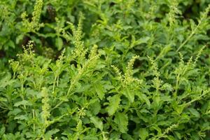 Lush organic herb cultivation insights from close-up views in nature's agricultural fields photo
